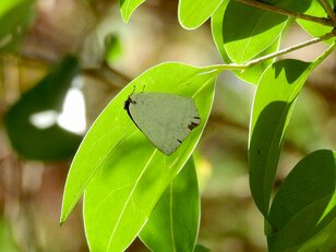 「冬のチョウは分厚い緑の葉の裏にいる」虫たちの厳しくもたくましい越冬【あなたのすぐそばにいる「季節の虫」の探し方 vol.1】