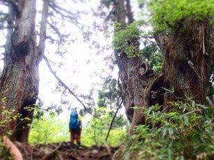 「緑の巨人」立山杉を訪ねて… 剱岳を見あげる中山を歩く＜富山県＞