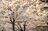 観測史上最速！ 驚愕のスピード！ 「開花からたった2日で満開となった桜が魅せる景色」 善光寺北側・長野市のお花見スポット・城山公園 2022年の画像005