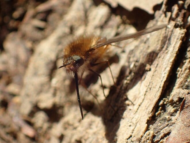 春だけに見られるもふもふの妖精！  植物だけじゃない「スプリング・エフェメラル」【あなたのすぐそばにいる「季節の虫」の探し方 vol.16】の画像003