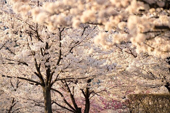 観測史上最速！ 驚愕のスピード！ 「開花からたった2日で満開となった桜が魅せる景色」 善光寺北側・長野市のお花見スポット・城山公園 2022年の画像005