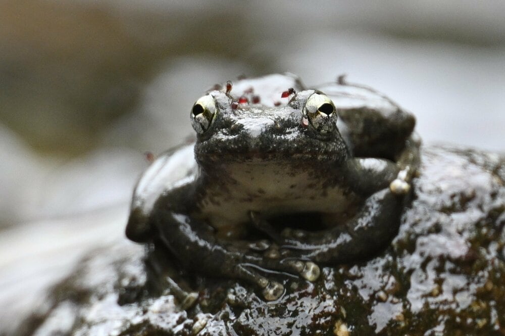 (2ページ目) 初夏の渓流から流れる清らかな歌声の主「カジカガエル」 吸血昆虫のエグイ襲撃にも涼しい顔に驚き【高尾山・丹沢 2025年 ...