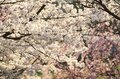 観測史上最速！ 驚愕のスピード！ 「開花からたった2日で満開となった桜が魅せる景色」 善光寺北側・長野市のお花見スポット・城山公園 2022年の画像002