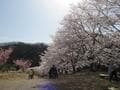 知る人ぞ知る「絶景のサクラ並木」総距離5km・1700本「虎山の千本桜」コスプレイヤーも集う「まるで異世界」写真映えスポット【埼玉県東秩父村】の画像007