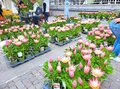 自然の息吹きに浸れる街歩き北イタリアの小さな山の街「メラーノ」【ブーツの国の街角で vol.39】の画像012