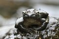 初夏の渓流から流れる清らかな歌声の主「カジカガエル」 吸血昆虫のエグイ襲撃にも涼しい顔に驚き【高尾山・丹沢 2025年】の画像009