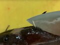 釣り「毒魚ほどよく釣れる」悪魔の法則！  絶対に覚えるべき「食べられない」「触れない」危険な魚6種！の画像011