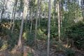 NHK大河『どうする家康』が100倍面白くなる！ 「徳川家康」父祖の地に残る「松平城」を歩く＜前編＞（奥三河・松平郷／愛知県豊田市）【家康ゆかりの山城を攻める vol.1】の画像008