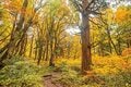 【富士山の次に登る山 vol.1】登山の魅力はムゲン大「パワーを感じる霊山」 秋田駒ヶ岳・白山・御嶽山・大山の画像013