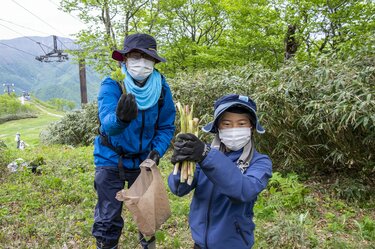 苗場スキー場の「タケノコ山」でタケノコ採り！ ＜新潟県