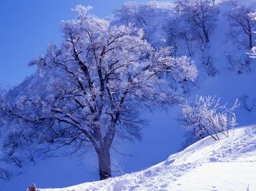 北アルプスばり」大迫力の雪景色！ 日本百名山「荒島岳」 今年で