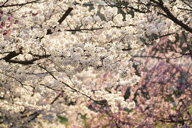 観測史上最速！ 驚愕のスピード！ 「開花からたった2日で満開となった桜が魅せる景色」 善光寺北側・長野市のお花見スポット・城山公園 2022年の画像002