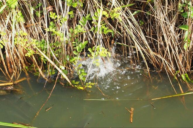 春の水郷・ベスト水温17℃で「タナゴ」フィーバーも… 釣果100匹目前に起きた「まさか！？」 “暴走魚”乱入で強制終了！【茨城県・牛久沼周辺】の画像009