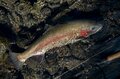 【渓流釣り】1本目からいきなり大物！ 「スリリングなやり取りに一喜一憂の渓流は、一年中釣り可能」 “芝川 特別区キャッチ＆リリース区間”  静岡県富士宮市2024年の画像005