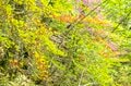 【百名山】新緑と各種ツツジが見頃の “赤城山” で周回縦走！ 「印象に残ったのは立派なカラス」 群馬県｜2026年の画像016