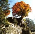 山城ランキング第1位「日本のマチュピチュ」城址からの紅葉絶景！ 「日本全国2周」旅ライター絶賛「天空の城・苗木城」登城レポの画像001