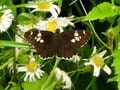 「この虫はガ？ それともチョウ？」 秋に花壇で見られる ”地味” な虫に注目【あなたのすぐそばにいる「季節の虫」の探し方 vol.11】の画像006