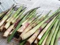 【苗場プリンスホテル】初夏の苗場で山からの贅沢な贈り物「根曲がり竹」を採ってきた！  竹藪の中を分け入る「非日常体験」レポ（新潟県湯沢町）の画像018