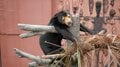 【クマを知る】「山であいたくない動物」のトップ！  クマ科の8種類を分類してみようの画像006