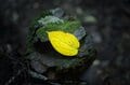 「初秋の飯能アルプス」霧に包まれた森で撮影を楽しむ【自然と写真を楽しむ日々 vol.3】の画像002