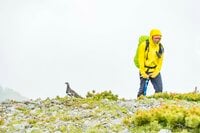 ライチョウ観察は登山道沿いがベスト！ 白馬乗鞍岳・小蓮華山のライチョウ調査へ＜長野県＞