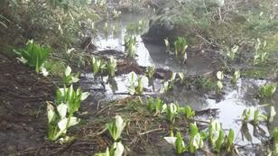 「見ごろは5月」1時間半で行ける！ 西日本の最大級「水芭蕉」群生スポット 福井県・勝山市「取立山」残雪と新緑の登山レポ
