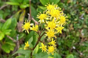 夏登山ルート解禁で登りたい「至仏山」！  見ごろ迎える「尾瀬ヶ原」にそびえる「花の百名山」日帰りコース「現地レポ」