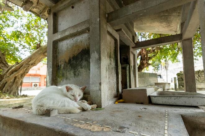 宮古島の島猫散歩におすすめ！  漲水御嶽エリア、白猫に導かれ日本最南端の神社へ【琉球島猫百景 vol.19「創造神話の聖地に棲まう白猫族」沖縄県宮古島】の画像006