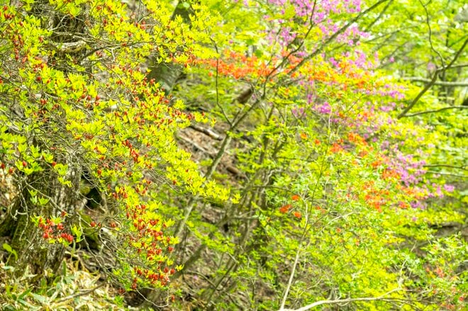 【百名山】新緑と各種ツツジが見頃の “赤城山” で周回縦走！ 「印象に残ったのは立派なカラス」 群馬県｜2026年の画像016
