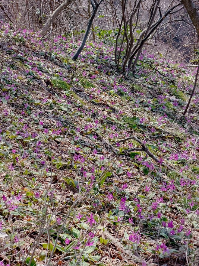 【ハイカー女子のレポ】雪解けの奇跡に出会う山へ！  角田山で出会う雪割草とカタクリ春　新潟県｜2026年の画像005