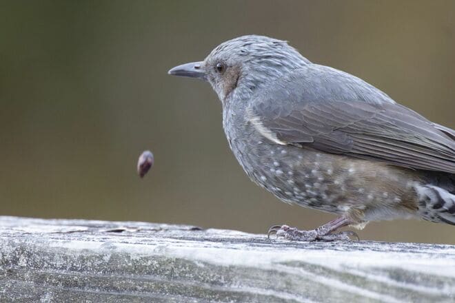 【バードウォッチング】ポイ捨てOK？  厳しい冬を乗り越える野鳥たちの食べ物をめぐる「残念過ぎる事情」とは   神奈川県｜2025年の画像002