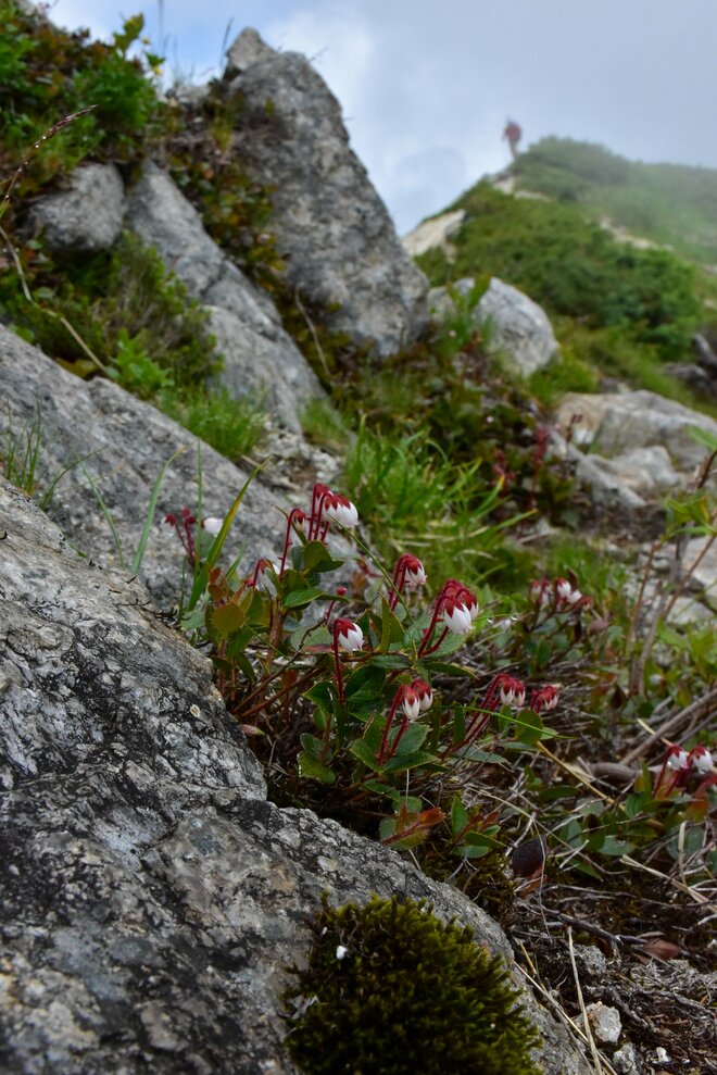 梅雨に逆戻り！？ 高山植物を愛でる山歩き！ ニッコウキスゲ咲き乱れる北アルプス・唐松岳〈長野県〉2022年の画像005