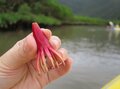 【『千と千尋』の「かま爺のモデル」も出没！】奄美大島の深部へ入り込む「カヌー＆トレッキングツアー」を疑似体験してみようの画像005