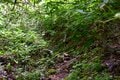 【梅雨の晴れ間】自然豊かな信州百名山・虫倉山  短時間で楽しめる里山歩き！「下山後は山奥の古民家で“おやき”に舌鼓」長野県／2022年の画像007