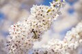 桜の開花ラッシュ直前！ 「心に残る“サクラ”写真を撮るために」“プロが教える ”違いが出る！撮影ひと工夫【2022年】の画像004