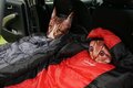 「車中泊」あると便利なアイテム12選！「手作り・100均・プチプラ」で安価に作る「超快適空間」の画像002