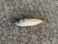「釣れたあと」こそ気をつけろ！「要注意」アブナイ「トゲあり危険魚」トップ3の画像003