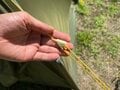 シングルウォールテントなのにダブルウォールの居住性！？  “日本製テントの雄” プロモンテ「VB-12Z」徹底レポートの画像006