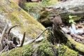 黄色に染まる山の斜面「春のお手軽ハイキング」 カエルが鳴き、野鳥がさえずる沢沿いで見頃を迎えた東丹沢不動尻のミツマタ大群生地【神奈川県 2025年】の画像003