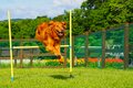 涼風とラベンダーの香りに包まれる世界！  標高1,300mの玉原高原に現れたフォトジェニックスポット「たんばらラベンダーパーク」へ 【2024年 群馬県】の画像005