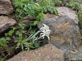 一度は見たい！「タイミング＆スポット」限定で咲く、激レア「高山植物の固有種」 東北「百名山」5選！の画像002