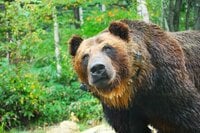 過去最悪の「クマ被害」いつまで続くこの現状！ 「遭遇時の対処法」から「今年の活動時期」まで【現役山岳ガイドにインタビュー「現代のクマ」とは】