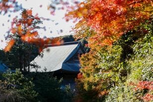 秋真っ盛りの「鎌倉アルプス」で紅葉に包まれる “まるで別世界” 体験！ 「獅子舞の谷」の絶景とは！？  12月上旬「天園ハイキングコース」レポ
