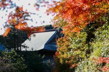 秋真っ盛りの「鎌倉アルプス」で紅葉に包まれる “まるで別世界” 体験