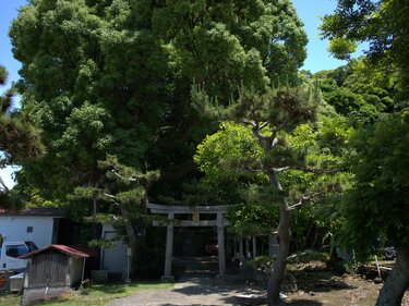 関東に残された唯一の奇跡の森！ 三浦半島にある「小網代の森