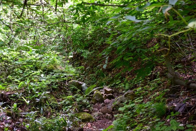 【梅雨の晴れ間】自然豊かな信州百名山・虫倉山  短時間で楽しめる里山歩き！「下山後は山奥の古民家で“おやき”に舌鼓」長野県／2022年の画像007