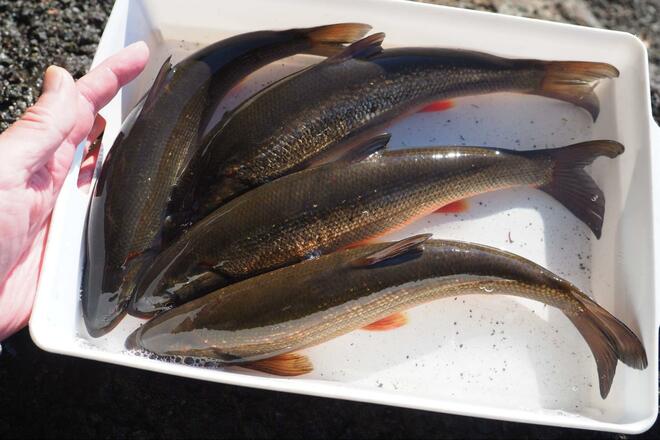 まさか「ウグイ」で感動するとは！  関東随一の清流「那珂川」で30cmオーバーの「寒バヤ釣り」！  ウマすぎる、常連の助言＆塩焼きの慈味の画像007