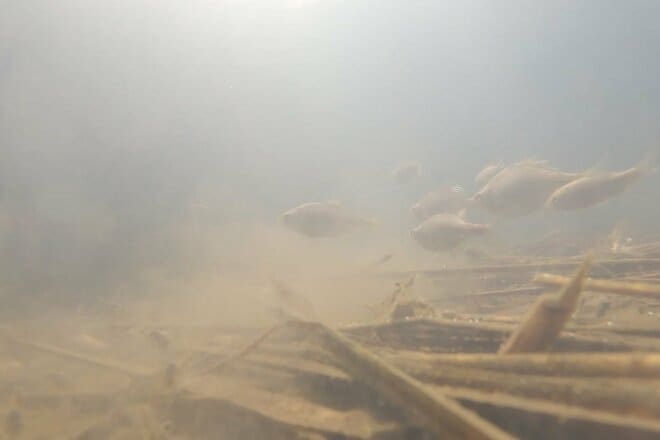 「春間近のタナゴ釣り」水中カメラが捉えた意外な結果！ 穏やかな水路＆川底を急変させた“春のきざし”とは？【茨城・牛久水郷】の画像011