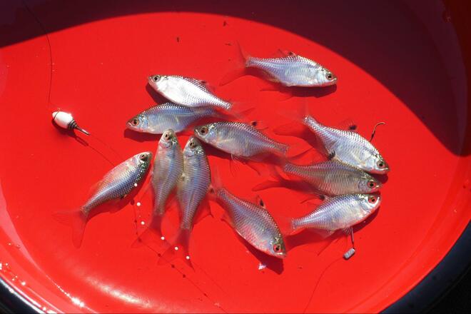 【小さくても深い、タナゴ釣りの世界】「名人のカスタマイズ針」 釣果に驚愕！  アタリ数は同じでも… 差がついた掛かり＆サイズ「市販針と比較」検証レポの画像006