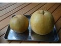 【アウトドア豆知識】＜梨の生産量の第3位は栃木で、第2位は茨城…気になる第1位は？＞「今が旬のフルーツ」美味しい“梨”は品種で選ぶのが近道です！の画像001